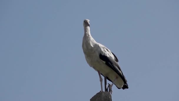 Cicogna Bianca Lat Ciconia Ciconia Erge Sul Palo Riposa Mattina — Video Stock