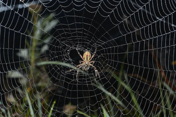 Lat Argiope Bruennichi 蜘蛛和蜘蛛网在黎明时分的浓雾中 化作露珠 — 图库照片