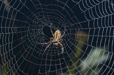 Örümcek-eşek arısı (lat. Argiope Bruennichi). Şafak vakti sisli bir ortamda çiğ içindeki örümcek ve ağ.