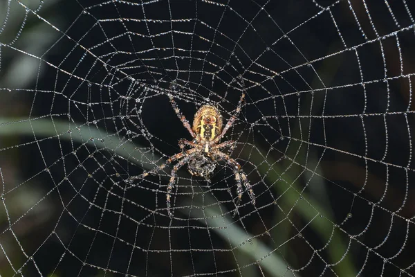 Guêpe Araignée Lat Argiope Bruennichi Araignée Toile Dans Rosée Dans — Photo