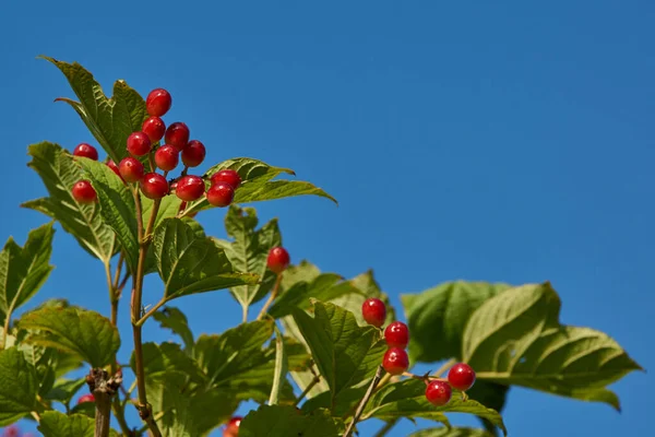 Nel Giardino Della Casa Campagna Maturano Grappoli Viburno Estate 2021 — Foto Stock