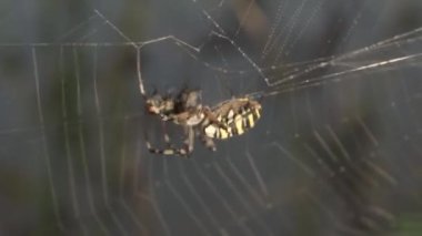 Sinek, şafak vakti gölde güçlü bir sis altında bir örümcek-eşekarısı ağına düştü..