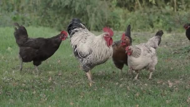 Ayam Jantan Dan Ayam Berjalan Sepanjang Halaman Dan Mencari Sesuatu — Stok Video