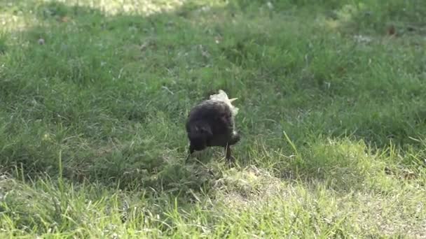 ルークは地面を破壊し 市の広場の芝生の上で食べ物を探しています — ストック動画