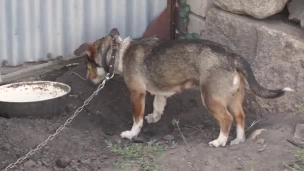 Köpek Kır Evinin Bahçesinde Yere Kurabiye Saklar — Stok video