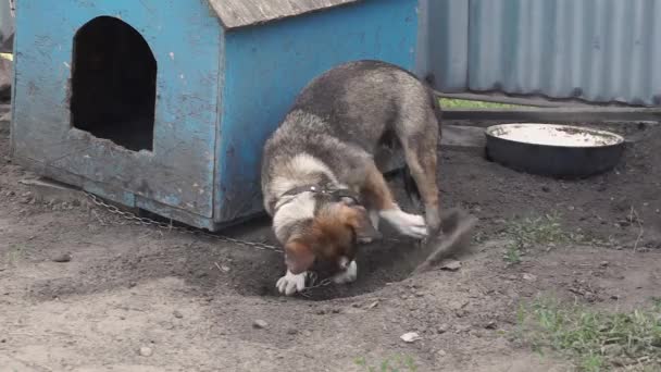Sıcak Bir Günde Köpek Bir Çukur Kazıyor Bir Kır Evinin — Stok video