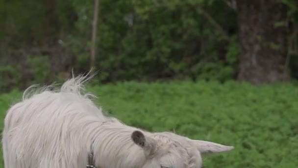 Весна Коза Пасеться Лузі Теплий Травневий День — стокове відео