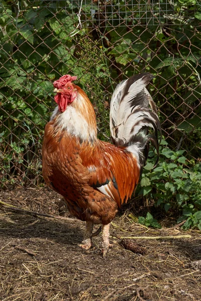 Rooster Walk Lawn Seek Something Edible Country House — Stock Photo, Image