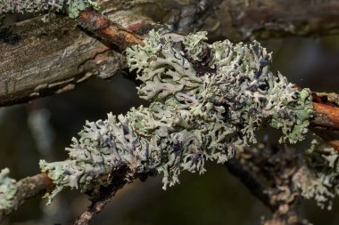 Parmelia sulcata (lat. Parmelia sulcata) - Parmeliaceae (Parmeliaceae) familyasından bir liken cinsi.).