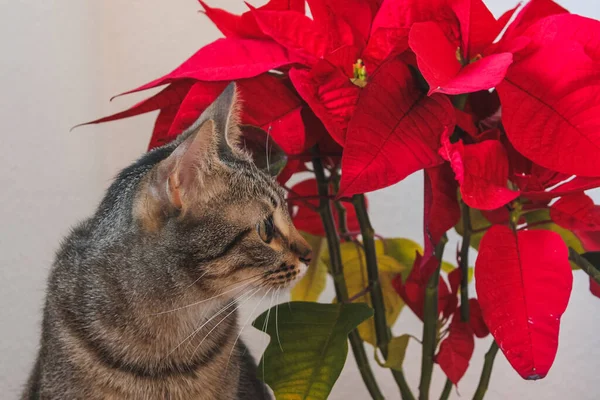 Noel 'de kedi ve kırmızı noktalı çiçekler. Kırmızı çiçekler ve yeşil gövde.