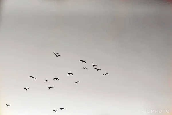 Flock Birds Flying Clear Sky — Stock Photo, Image