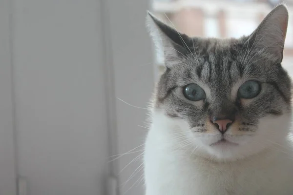 Kedi kameraya bakıyor. Güzel gri ve mavi gözlü kedi.