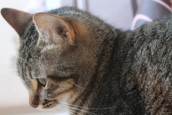 Europäische Katze Liegend Und Nachdenklich Bei Schönem Tageslicht — Stockfoto