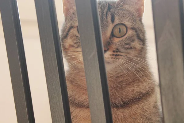 Überraschte Katze Blickt Zwischen Holzstäben Weit Die Kamera — Stockfoto