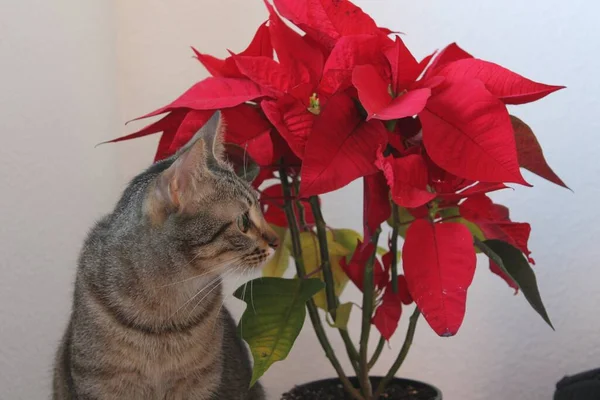 Noel Günü boyunca arka planda noktalı bir kedi var..