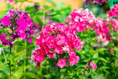 Bahçede pembe çiçek var.