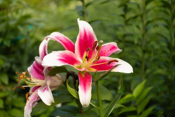 Lily Flores Jardim Após Chuva — Fotografia de Stock