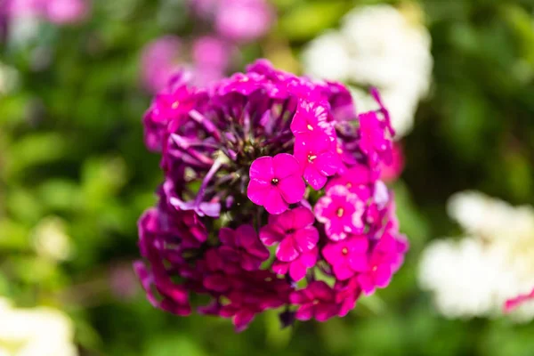 Bahçede Pembe Çiçek Var — Stok fotoğraf