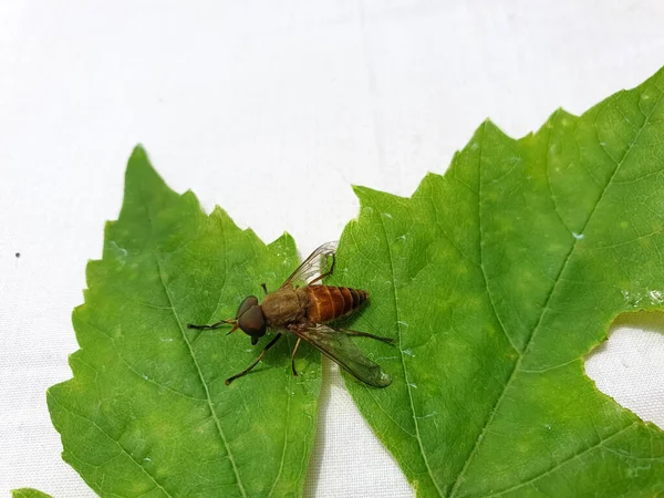Insect Photography Μακρό Πλάνο Αλογόμυγας Tabanus Bovinus Πράσινο Φύλλο Απομονωμένο — Φωτογραφία Αρχείου