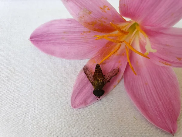 Mosca Cavalo Tabanus Bovinus Flor Lírio Rosa Com Fundo Branco — Fotografia de Stock