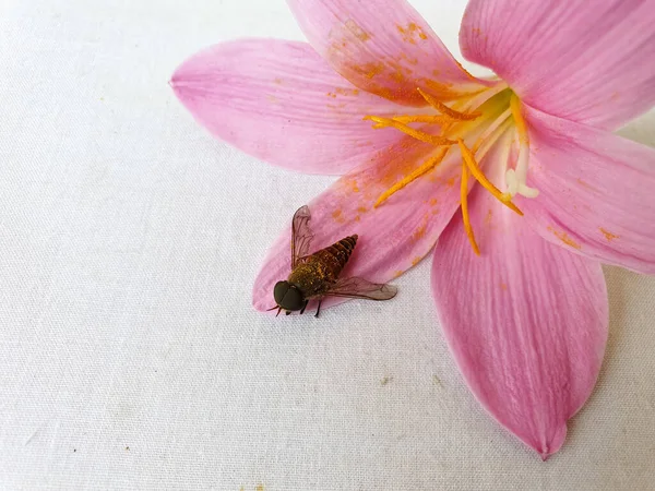 Mosca Cavalo Tabanus Bovinus Flor Lírio Rosa Com Fundo Branco — Fotografia de Stock