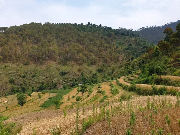 Terraced field landscape - Photo of terraced wheat field after harvesting, After harvesting terraced wheat field with selective focus, Terraced field with mountains of Himachal Pradesh, India