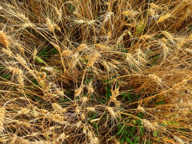 Buğday ekimi, yaz mevsiminde yüksek açılı buğday ekini manzarası, Hindistan buğday tarlası, Altın buğday hasadı - Stok Fotoğrafı