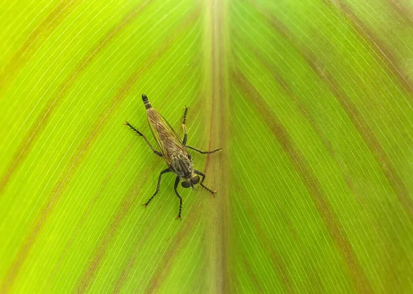 Vista Ângulo Alto Mosca Ladrão Família Asilidae Folha Verde Grande — Fotografia de Stock