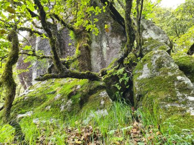 Himachal Pradesh ormanında büyük yosunlu kayaların üzerinde büyüyen ağacın fotoğrafı.