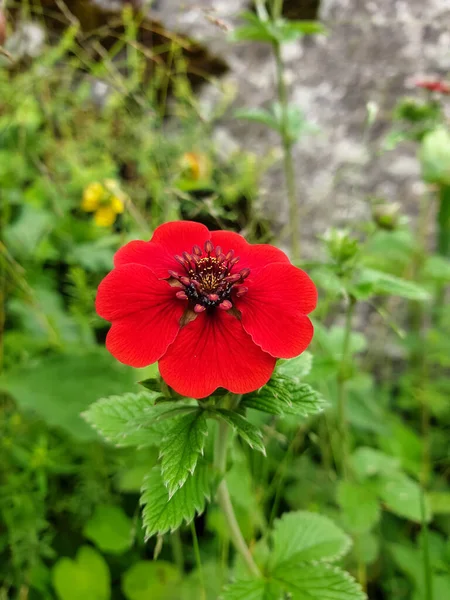 Macro shot of tiny red color flower with green leaves in high altitude, Selective focus of little red flower