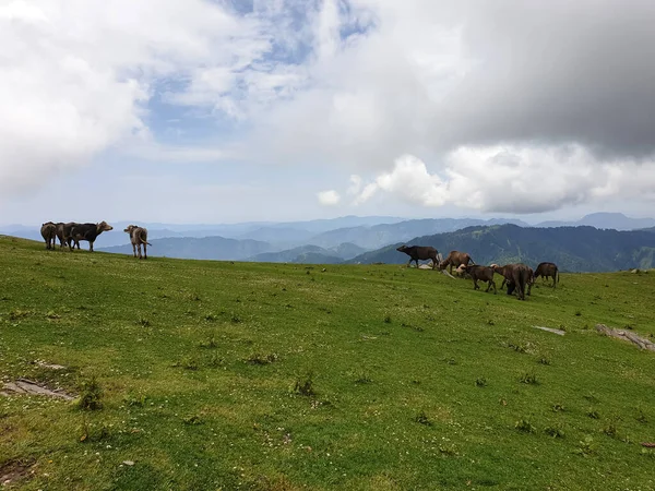 Bella Vista Del Gruppo Bufali Che Mangiano Erba Cima Alla — Foto Stock