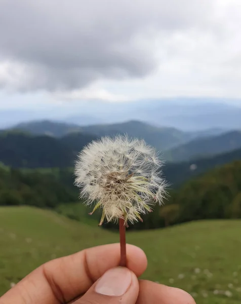 Macro Colpo Bellissimo Dente Leone Bianco Taraxacum Officinale Fiore Tenuto — Foto Stock