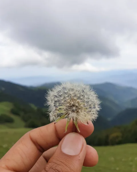 Macro Colpo Bellissimo Dente Leone Bianco Taraxacum Officinale Fiore Tenuto — Foto Stock