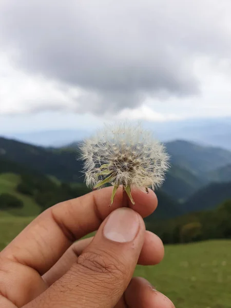 男人用手指捧着的美丽的白色蒲公英 石榴花 的宏观照片 背景是美丽的高山和云朵的白色蒲公英 — 图库照片