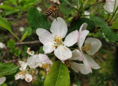 Üzerinde uçan bal arısı olan elma çiçeklerinin yakın plan çekimi..