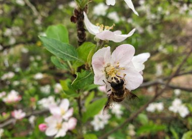 Bahar mevsiminde elma çiçeklerinin suyunu emen bir bal arısının Macro fotoğrafı, Bal arısı çiçek emer.
