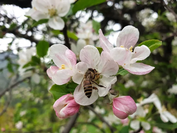 春天的时候 蜜蜂在采蜜 蜜蜂在采蜜 蜜蜂在采蜜 蜜蜂在采蜜 — 图库照片