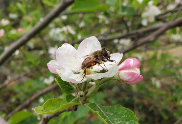 春天里 蜜蜂栖息在苹果花上 蜜蜂倒立在白花之上 — 图库照片