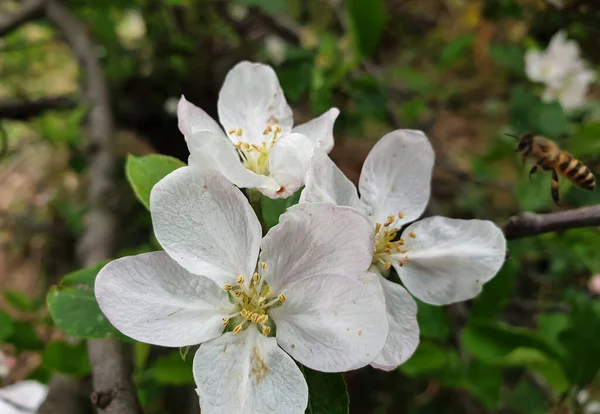 苹果开花的特写 上面挂着蜜蜂飞舞 — 图库照片