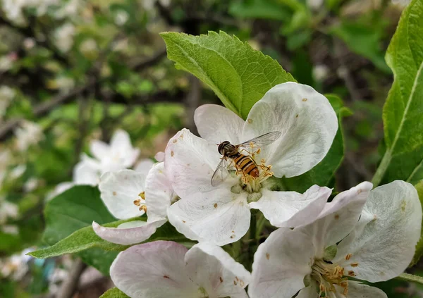 Macro Tiro Uma Abelha Minúscula Sugando Flor Maçã Temporada Primavera — Fotografia de Stock