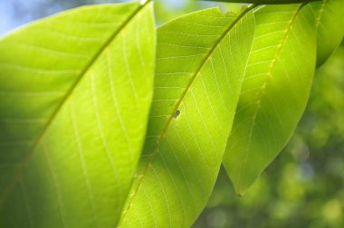 Düşük açılı makro yeşil ceviz yaprakları, üzerinde güneş ışığı var.
