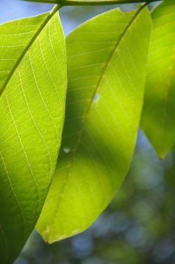 Düşük açılı makro yeşil ceviz yaprakları, üzerinde güneş ışığı var.