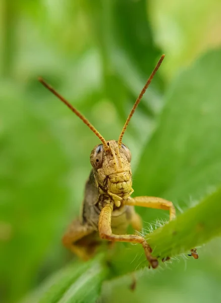 Macro Shot Brown Color Grasshopper Insect Cricket Insect — Stock Photo, Image