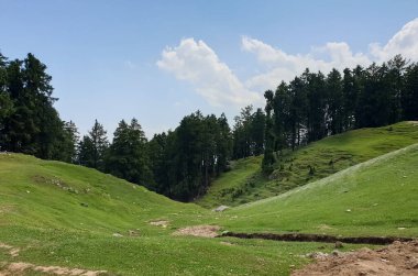 Himachal Pradesh, Hindistan 'da çam ağaçları ve mavi gökyüzü ile yeşil tepe manzarası çok güzel.