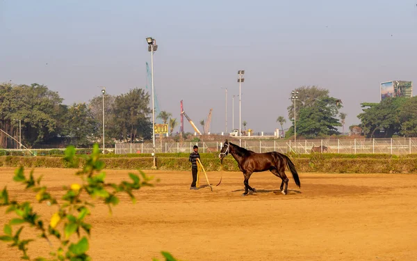 Mumbai India December 2021 Racepaard Krijgt Training Racebaan Van Mahalakshmi Stockafbeelding