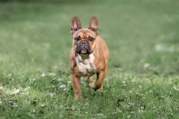 Pequeño Bulldog Francés Joven Color Cervatillo Paseando Entre Hierba Verde —  Fotos de Stock