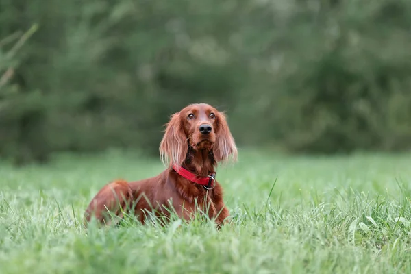 Jeune Chien Rouge Irlandais Nature Sur Herbe Verte Portrait Extérieur — Photo