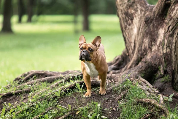 夏に公園の大きな木の根の近くに立っているファンカラーの若いフランスのブルドッグ 自然の中でのペット犬の肖像 — ストック写真