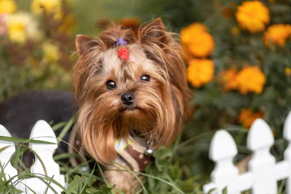 Little Cute Yorkshire Terrier Dog Fence Orange Flowers Sunny Nature — Stock Photo, Image
