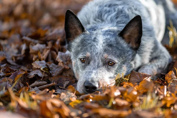 青いヒーラー犬は茶色の秋の葉に横たわっています 自然の中でのオーストラリアの牛犬の肖像画 — ストック写真